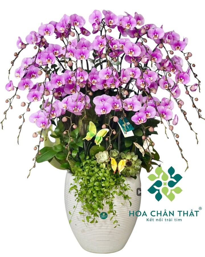 Chậu Lan Hồ Điệp 27 Cành – Hồng Tím Vinh Hoa Chậu Lan Hồ Điệp 27 Cành – Hồng Tím Vinh Hoa