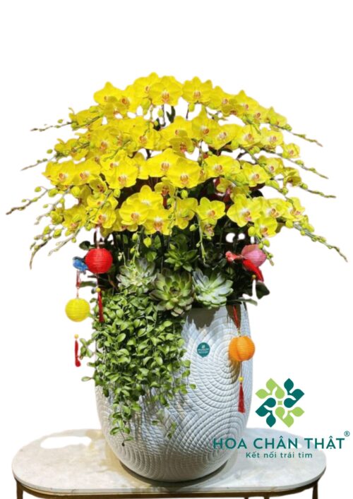 Chậu Lan Hồ Điệp 27 Cành Vàng Hoang Hậu – Hoàng Kim Phú Quý
