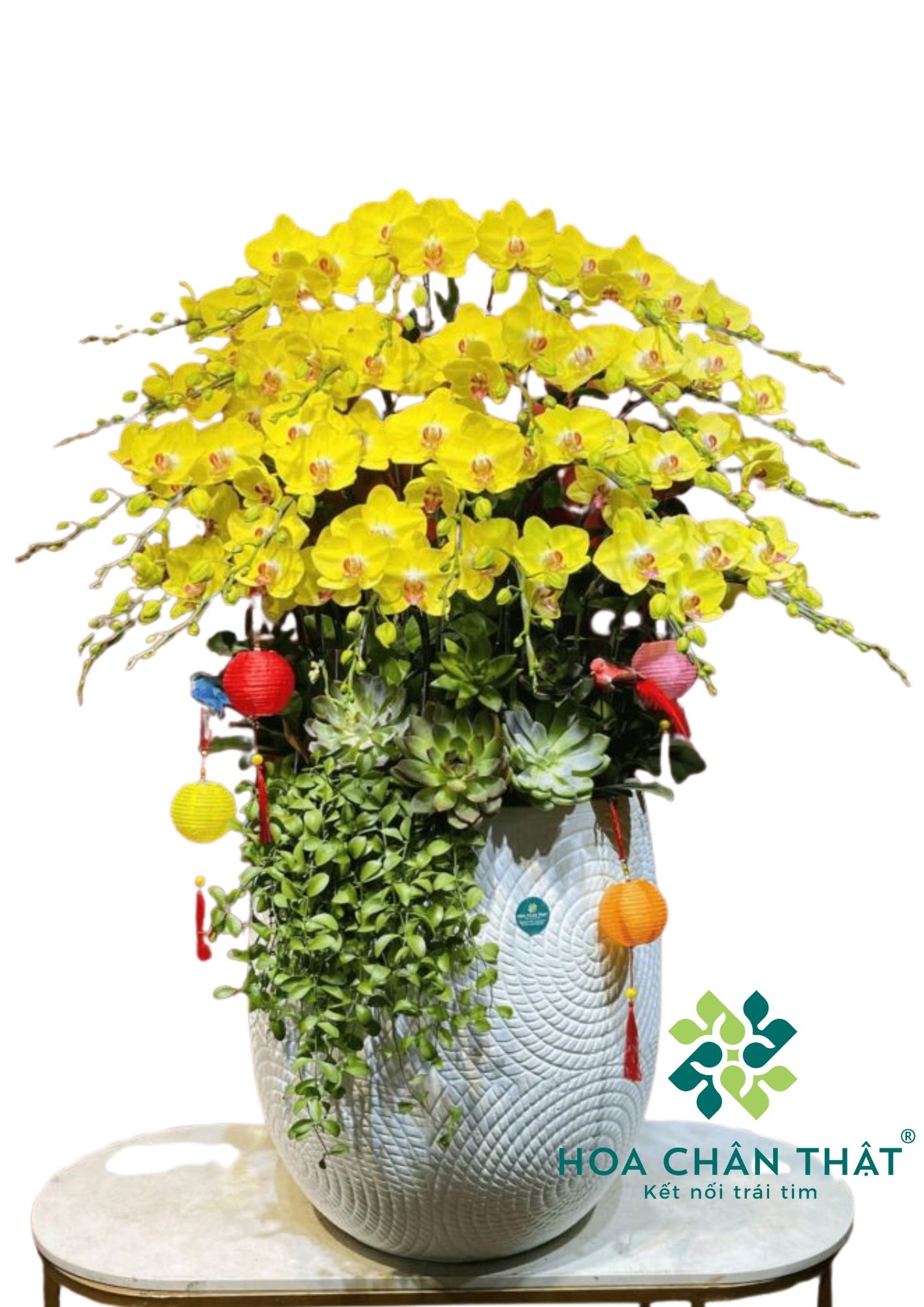 Chậu Lan Hồ Điệp 27 Cành Vàng Hoang Hậu – Hoàng Kim Phú Quý-1 Chậu Lan Hồ Điệp 27 Cành Vàng Hoang Hậu – Hoàng Kim Phú Quý