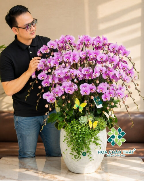 Chậu Lan Hồ Điệp 27 Cành – Hồng Tím Vinh Hoa