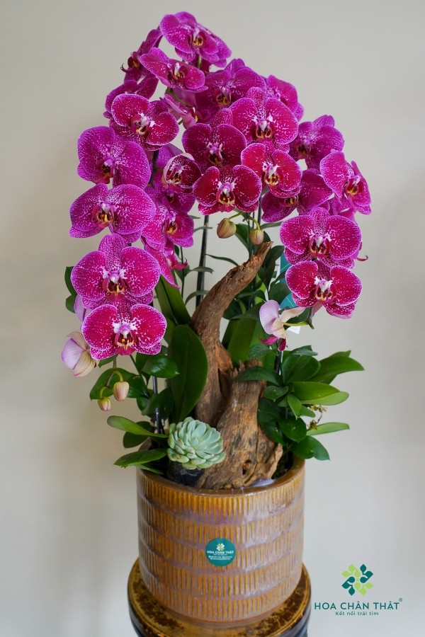 Chậu Lan Hồ Điệp 3 Cành – Tím Sọc Thanh Xuân Chậu Lan Hồ Điệp 3 Cành – Tím Sọc Thanh Xuân