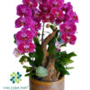 Chậu Lan Hồ Điệp 3 Cành – Tím Sọc Thanh Xuân