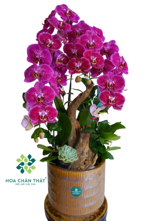 Chậu Lan Hồ Điệp 3 Cành – Tím Sọc Thanh Xuân
