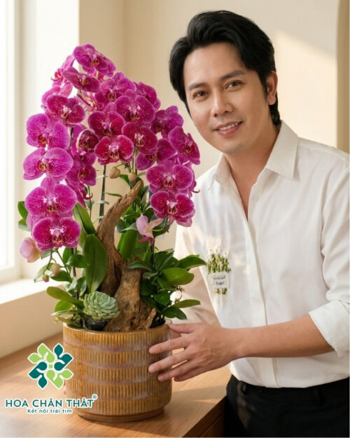 Chậu Lan Hồ Điệp 3 Cành – Tím Sọc Thanh Xuân