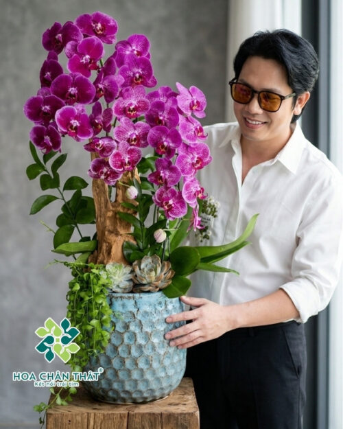 Chậu Lan Hồ Điệp 3 Cành – Tím Thủy Chung