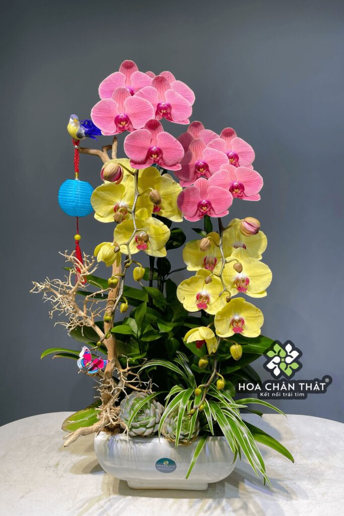 Chau Lan Ho Diep 4 Canh Vang Hong Ghep Lua Tai Loc 1