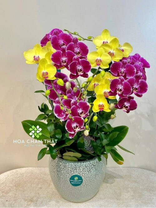 Chậu Lan Hồ Điệp 5 Cành – Hồng Tím Giao Hòa