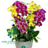 Chậu Lan Hồ Điệp 5 Cành – Hồng Tím Giao Hòa