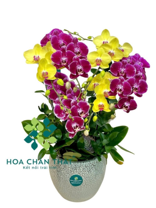 Chậu Lan Hồ Điệp 5 Cành – Hồng Tím Giao Hòa