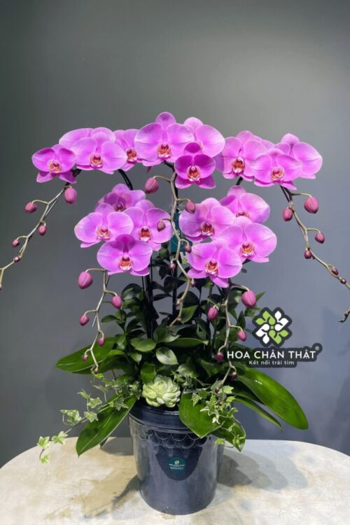 Chậu Lan Hồ Điệp 5 Cành – Hồng Tím Thanh Vân
