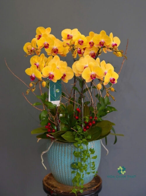 Chậu Lan Hồ Điệp 5 Cành – Kim Vượng Tài Lộc