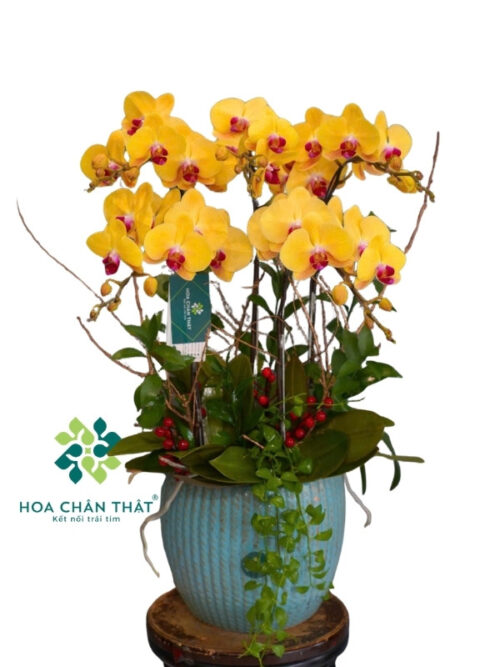 Chậu Lan Hồ Điệp 5 Cành – Kim Vượng Tài Lộc