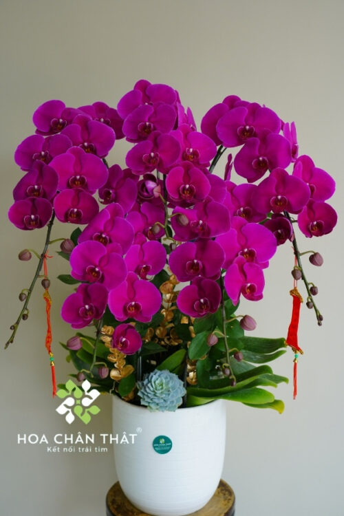 Chậu Lan Hồ Điệp 5 Cành – Màu Tím Kiêu Sa
