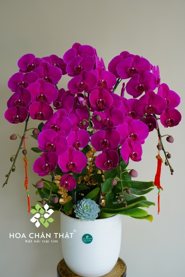 Chậu Lan Hồ Điệp 5 Cành – Màu Tím Kiêu Sa Chậu Lan Hồ Điệp 5 Cành – Màu Tím Kiêu Sa