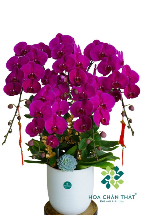 Chậu Lan Hồ Điệp 5 Cành – Màu Tím Kiêu Sa
