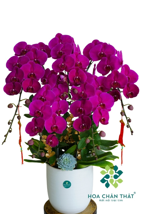 Chậu Lan Hồ Điệp 5 Cành – Màu Tím Kiêu Sa Chậu Lan Hồ Điệp 5 Cành – Màu Tím Kiêu Sa
