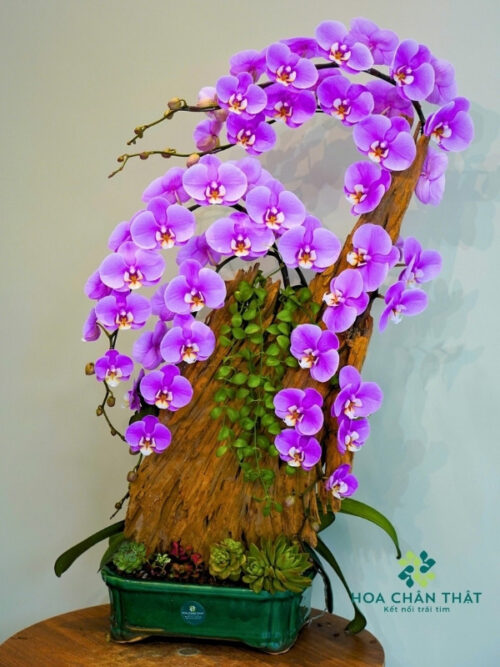 Chậu Lan Hồ Điệp 5 Cành – Tím Hồng Duyên Khởi