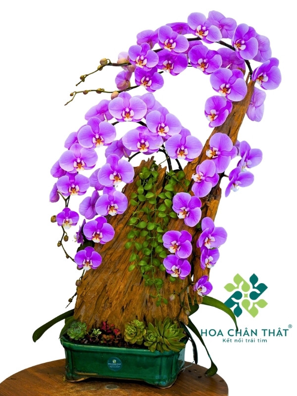 Chậu Lan Hồ Điệp 5 Cành – Tím Hồng Duyên Khởi Chậu Lan Hồ Điệp ghép lũa 5 Cành – Tím Hồng Duyên Khởi