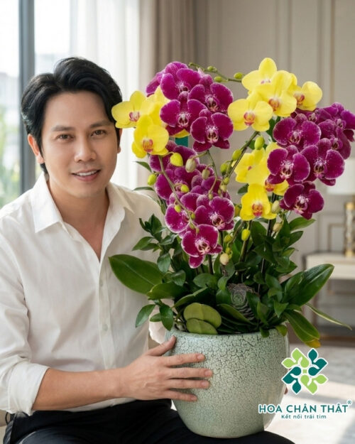 Chậu Lan Hồ Điệp 5 Cành – Hồng Tím Giao Hòa