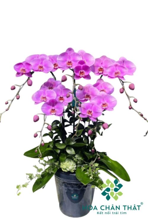 Chậu Lan Hồ Điệp 5 Cành – Hồng Tím Thanh Vân