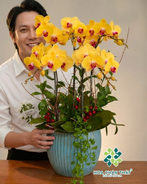 Chậu Lan Hồ Điệp 5 Cành – Kim Vượng Tài Lộc