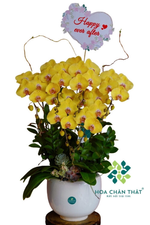 Chậu Lan Hồ Điệp 6 Cành Màu Vàng – Hoàng Diệp An Khang