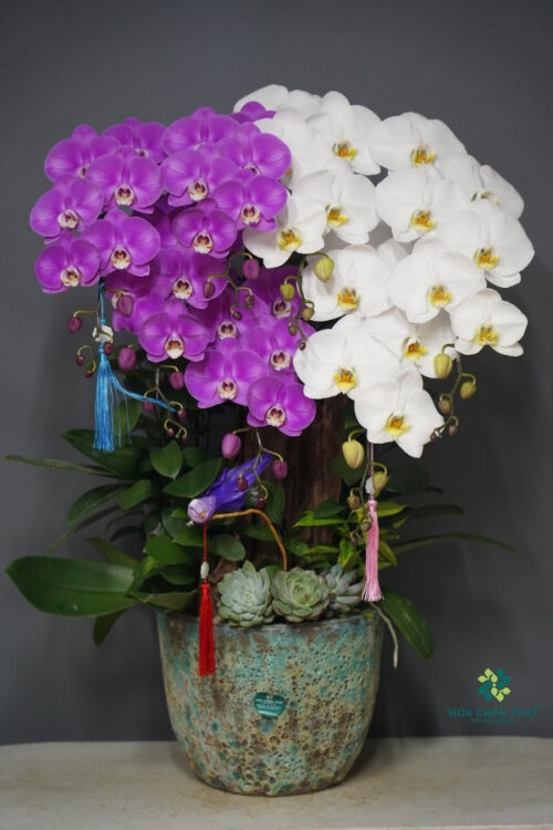 Chậu Lan Hồ Điệp 7 Cành – Bạch Tím Đoàn Viên