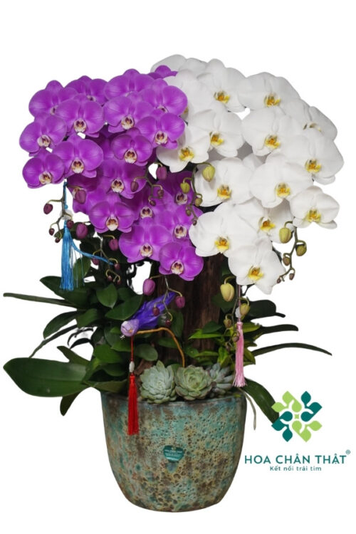 Chậu Lan Hồ Điệp 7 Cành – Bạch Tím Đoàn Viên