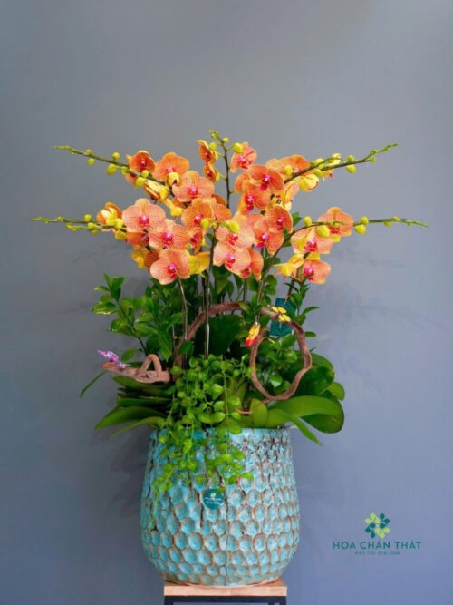 Chậu Lan Hồ Điệp 7 Cành – Hoàng Cam Phú Quý