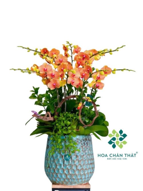 Chậu Lan Hồ Điệp 7 Cành – Hoàng Cam Phú Quý