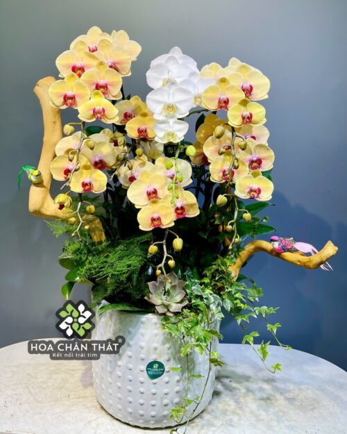 Chậu Lan Hồ Điệp 7 Cành – Vàng Nghệ Trắng An Nhiên