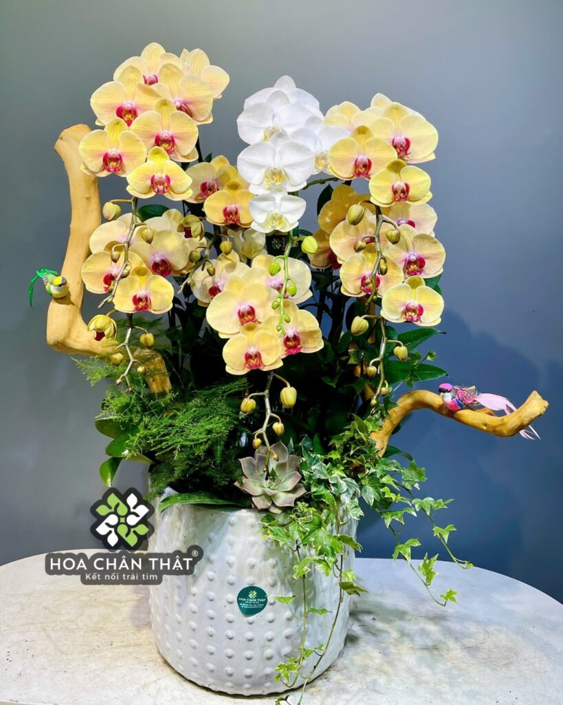 Chậu Lan Hồ Điệp 7 Cành – Vàng Nghệ Trắng An Nhiên