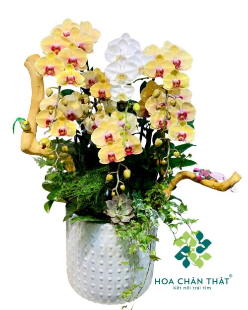 Chậu Lan Hồ Điệp 7 Cành – Vàng Nghệ Trắng An Nhiên