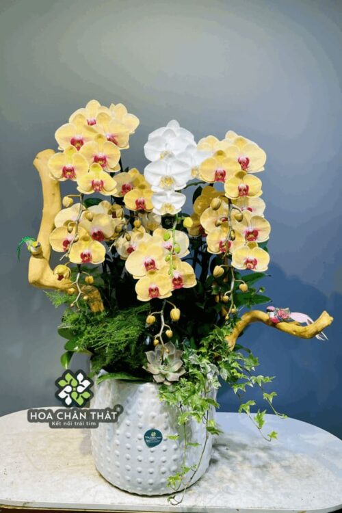 Chậu Lan Hồ Điệp 7 Cành – Vàng Nghệ Trắng An Nhiên