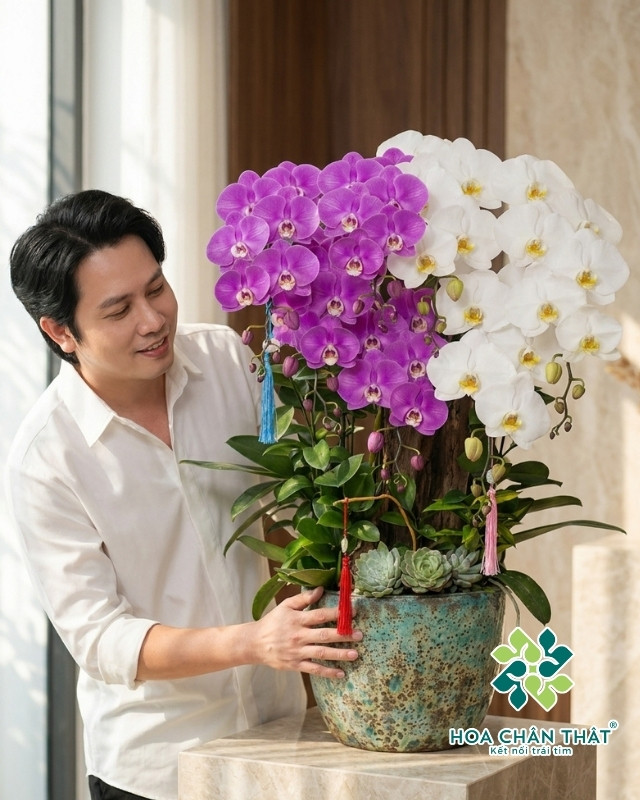 Chậu Lan Hồ Điệp 7 Cành – Bạch Tím Đoàn Viên Chậu Lan Hồ Điệp 7 Cành – Bạch Tím Đoàn Viên