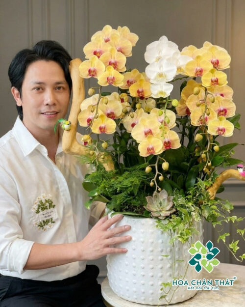 Chậu Lan Hồ Điệp 7 Cành – Vàng Nghệ Trắng An Nhiên