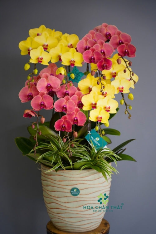 Chậu Lan Hồ Điệp 8 Cành – Hồng Kim Tụ Lộc