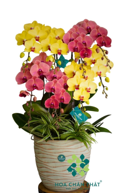 Chậu Lan Hồ Điệp 8 Cành – Hồng Kim Tụ Lộc