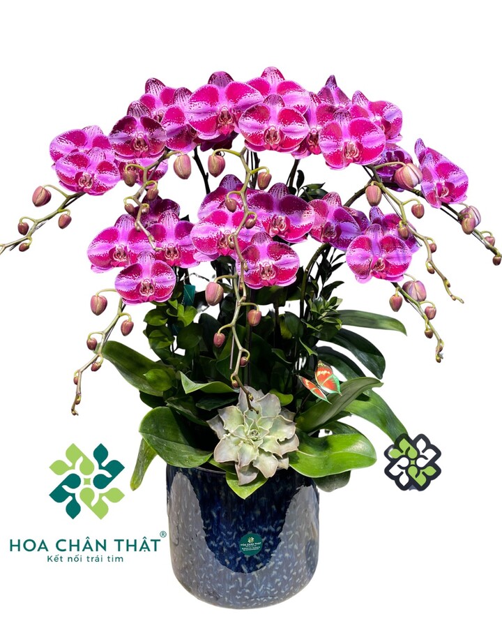 Chậu Lan Hồ Điệp 8 Cành – Tím Sọc Thanh Quý Chậu Lan Hồ Điệp 8 Cành – Tím Sọc Thanh Quý