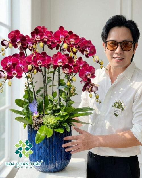 Chậu Lan Hồ Điệp 8 Cành – Tím Nhung Huyền Diệu