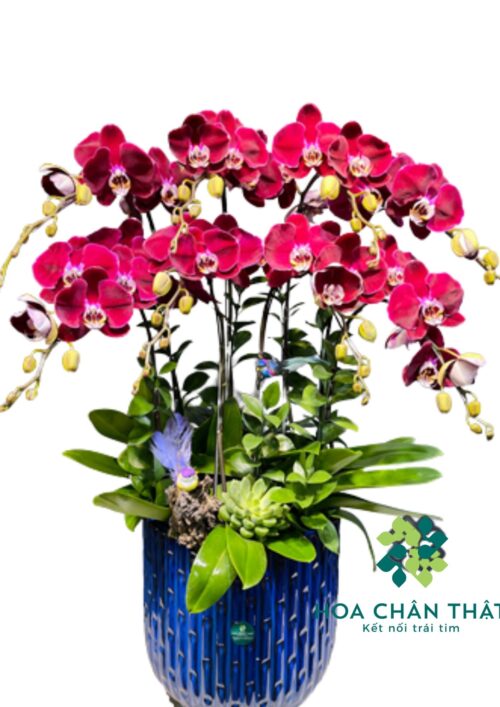 Chậu Lan Hồ Điệp 8 Cành – Tím Nhung Huyền Diệu