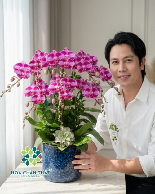 Chậu Lan Hồ Điệp 8 Cành – Tím Sọc Thanh Quý