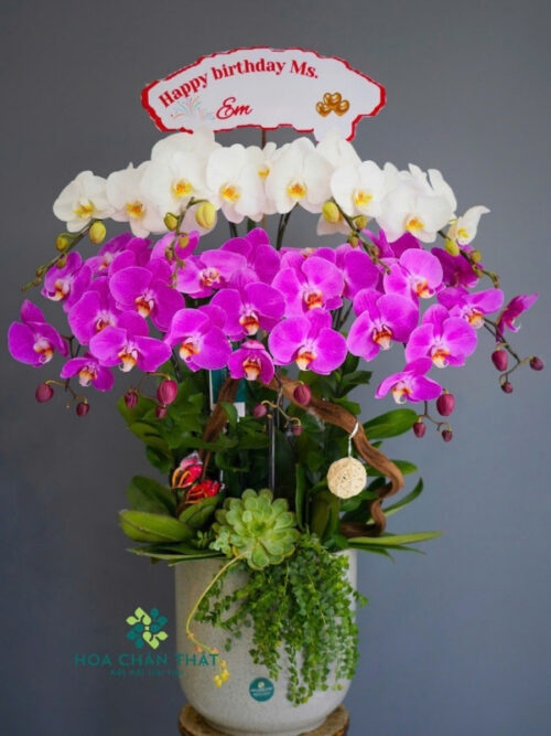 Chậu Lan Hồ Điệp 9 Cành – Bạch Tím Thanh Hòa