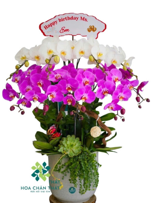 Chậu Lan Hồ Điệp 9 Cành – Bạch Tím Thanh Hòa