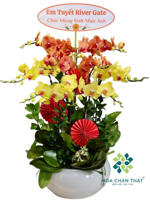 Chậu Lan Hồ Điệp 9 Cành – Cam Vàng Phú Lộc