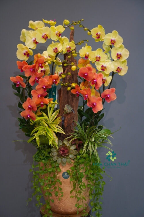 Chậu Lan Hồ Điệp 9 Cành – Hoàng Cam Phú Thịnh