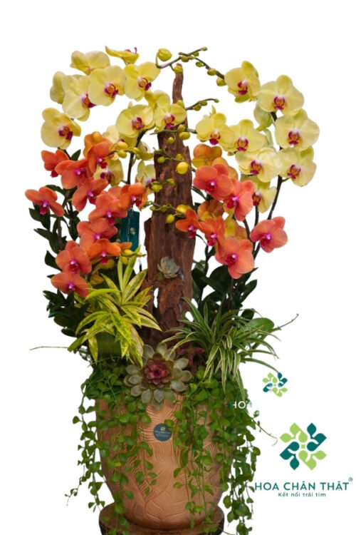 Chậu Lan Hồ Điệp 9 Cành – Hoàng Cam Phú Thịnh
