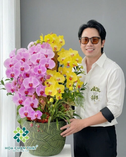 Chậu Lan Hồ Điệp 9 Cành – Tím Vàng Giao Hòa