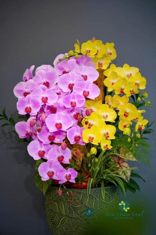 Chậu Lan Hồ Điệp 9 Cành – Tím Vàng Giao Hòa