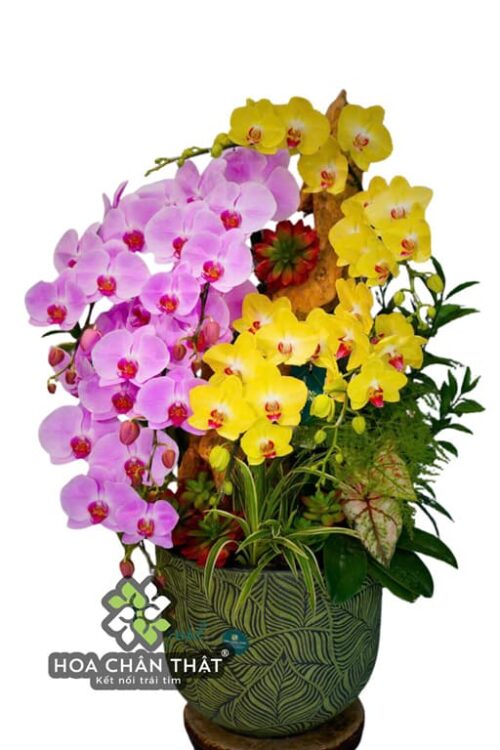 Chậu Lan Hồ Điệp 9 Cành – Tím Vàng Giao Hòa